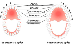 La forma anatomica dei denti