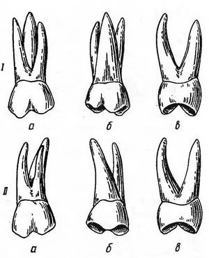 Molari e premolari che tipo di denti