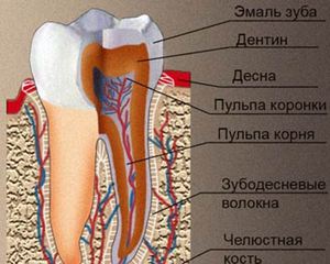 Descrizione della struttura dei denti umani