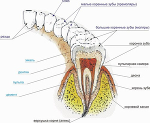 Descrizione della struttura delle radici dei denti umani
